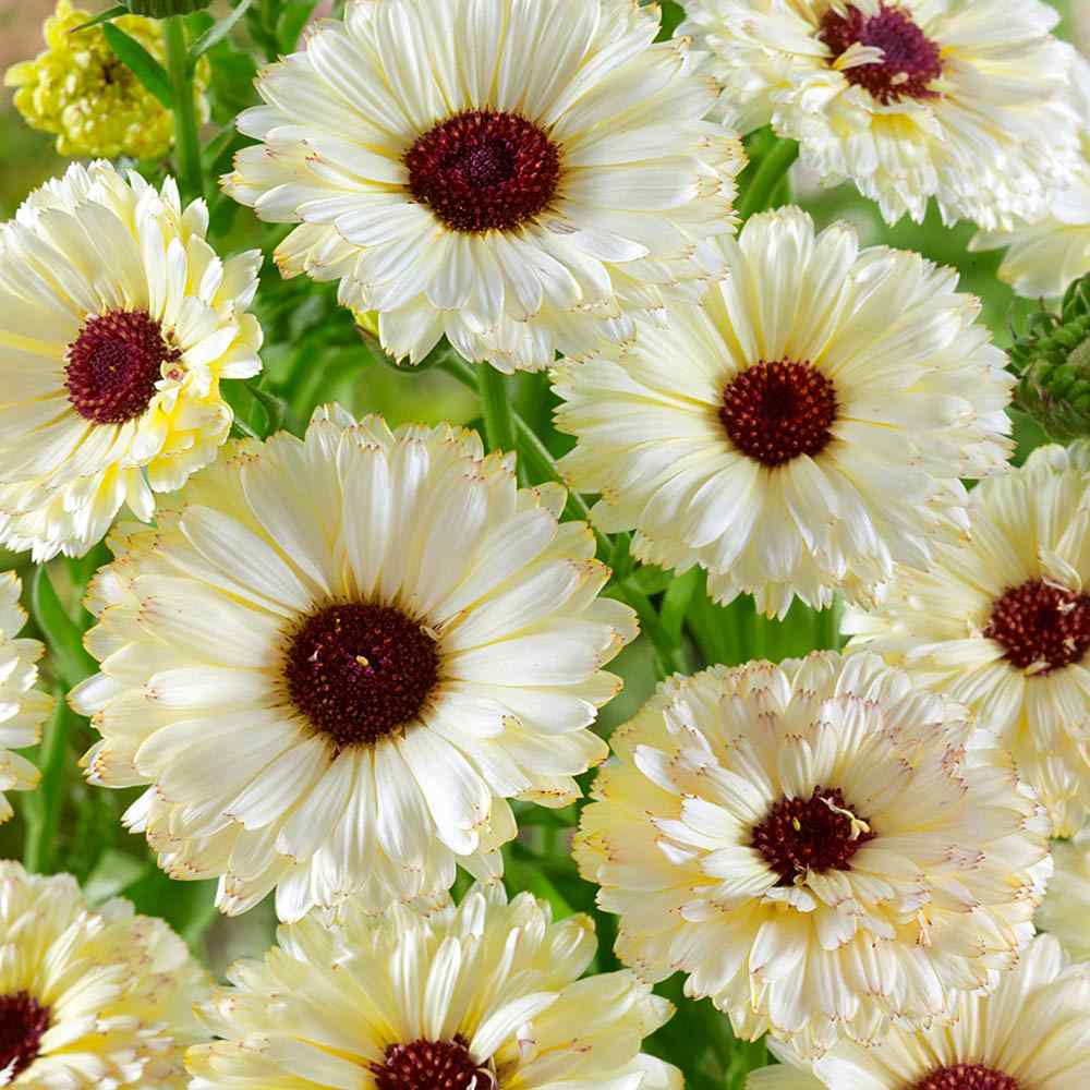 Creamy White Calendula Flower Seeds , Elegant Blooms, Non-GMO