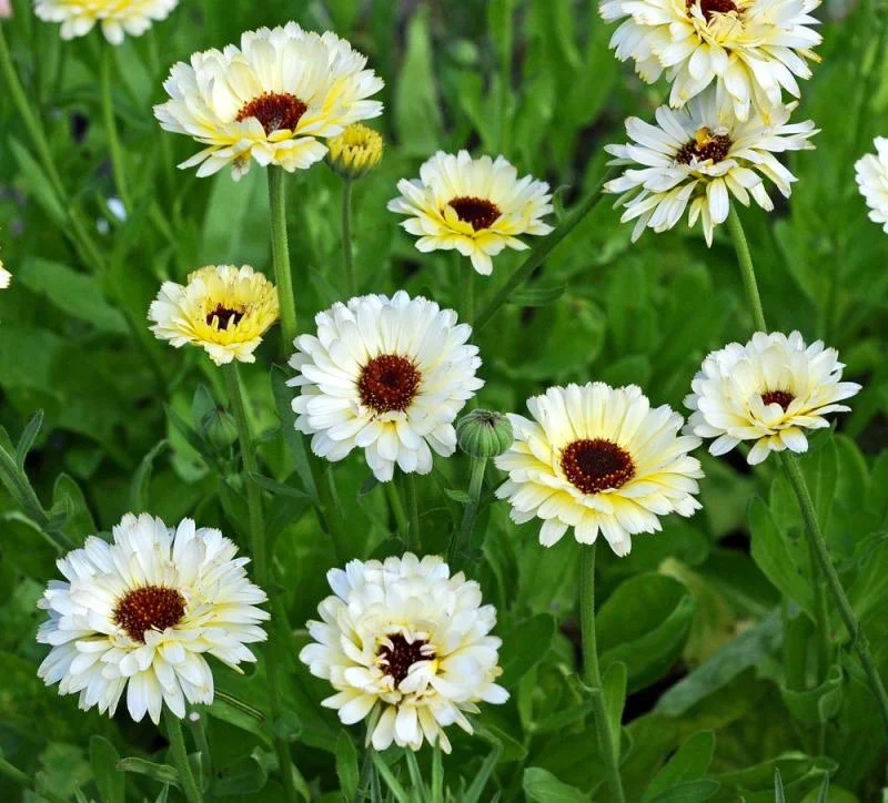 Creamy White Calendula Flower Seeds , Elegant Blooms, Non-GMO - Image 2