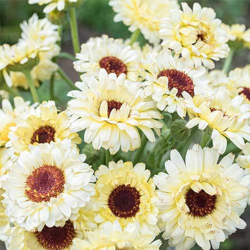 Creamy White Calendula Flower Seeds , Elegant Blooms, Non-GMO - Image 3
