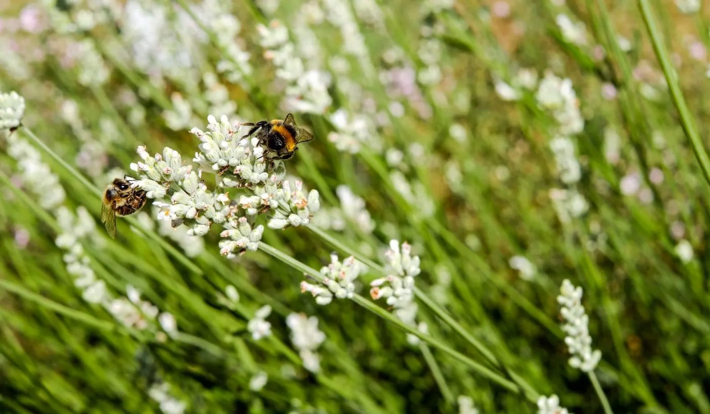 Creamy White Lavender Seeds – Soft Fragrant Blooms for Gardens & Landscaping - Image 2