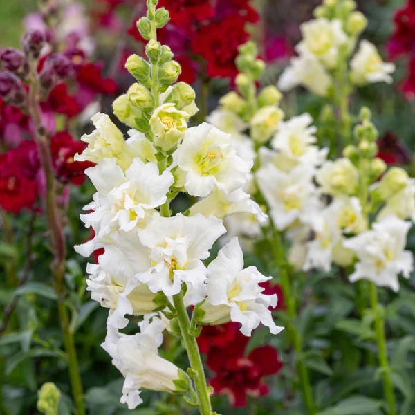 Creamy White Snapdragon Flower Seeds – Elegant & Delicate Blooms for Gardens - Image 2