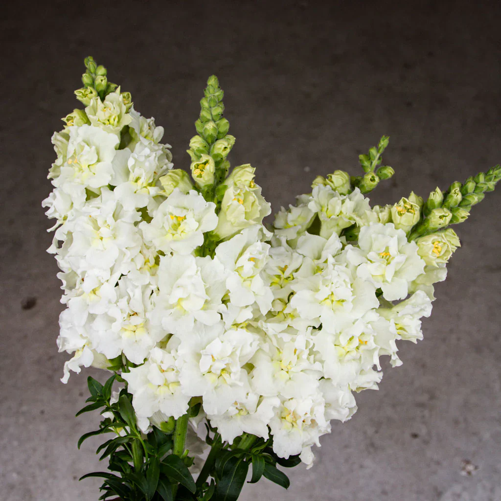 Creamy White Snapdragon Flower Seeds – Elegant & Delicate Blooms for Gardens - Image 3