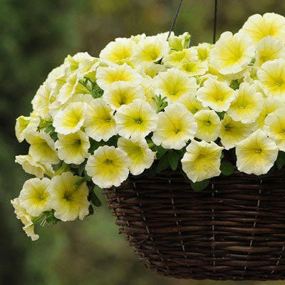 Creamy Yellow Petunia Seeds – Soft, Elegant Blooms for Gardens & Containers - Image 2