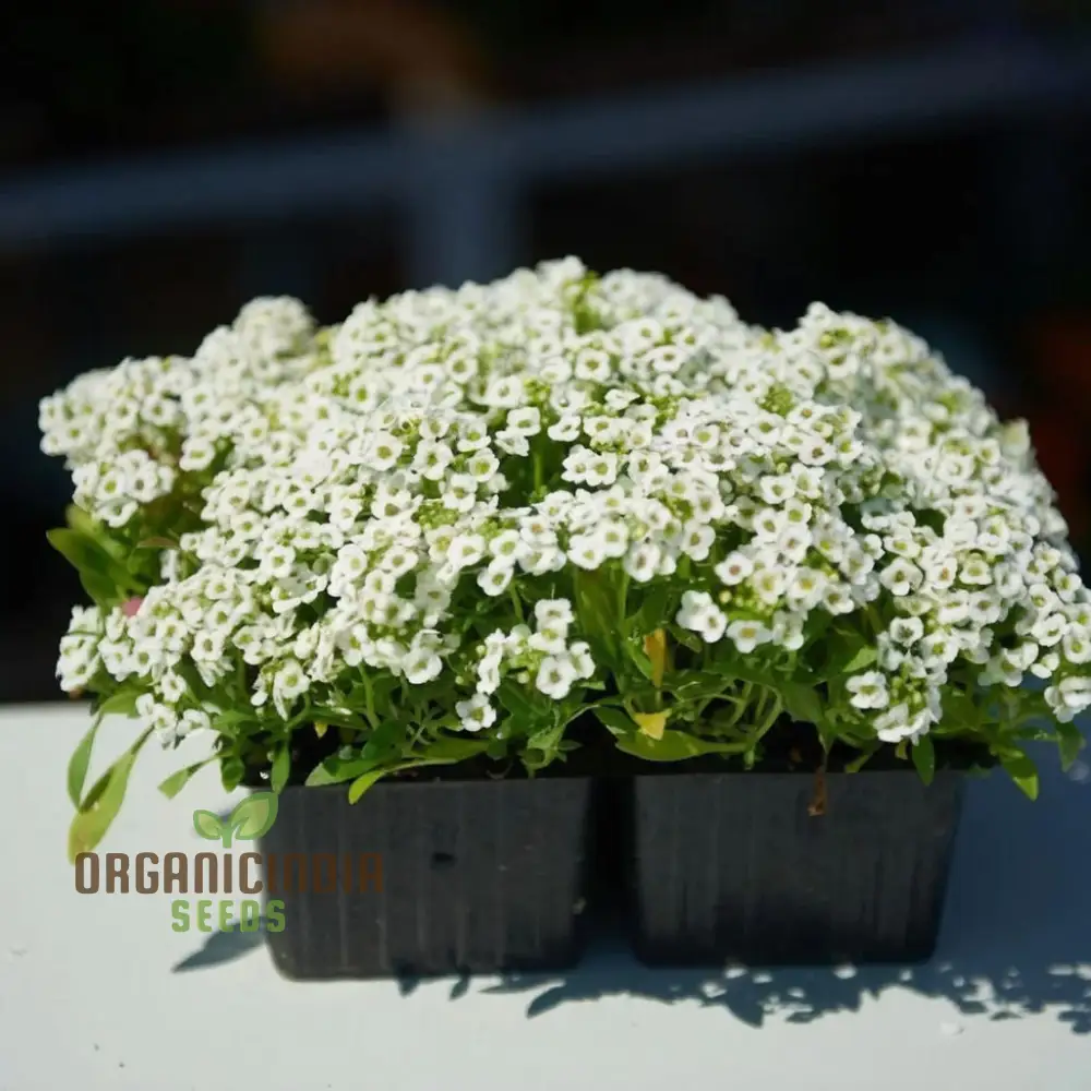 Create a Carpet of Blooms, Sweet Alyssum Flower Seeds - Ideal for Planting and Gardening to Transform Your Garden with Fragrant Beauty - Image 3