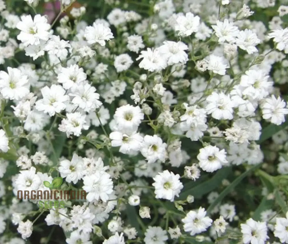 Creeping Baby's Breath Seeds - Perfect for Planting and Gardening Enthusiasts
