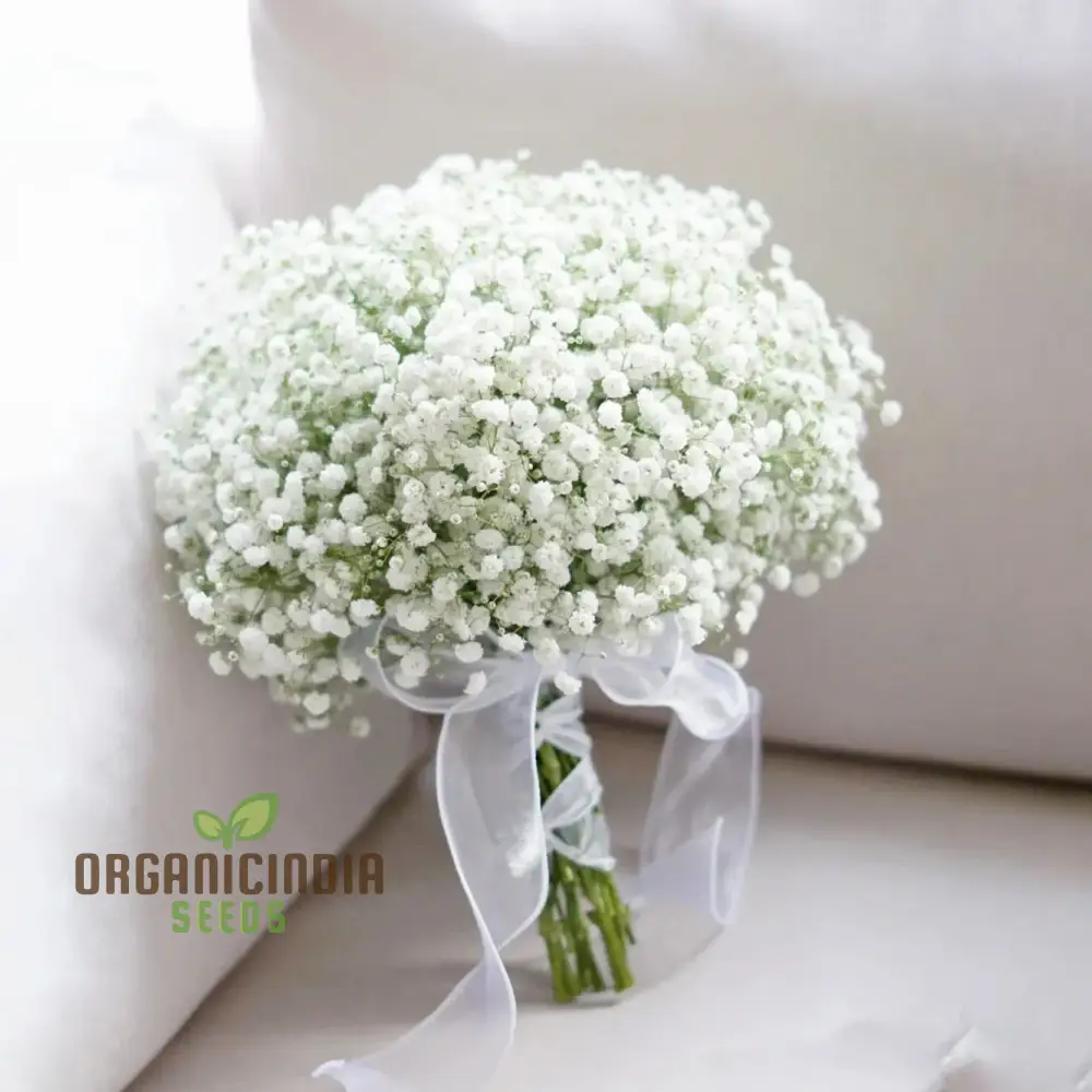 Creeping Baby's Breath Seeds - Perfect for Planting and Gardening Enthusiasts - Image 3