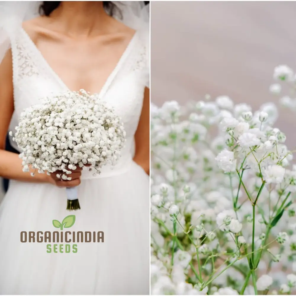 Creeping Baby's Breath Seeds - Perfect for Planting and Gardening Enthusiasts - Image 4