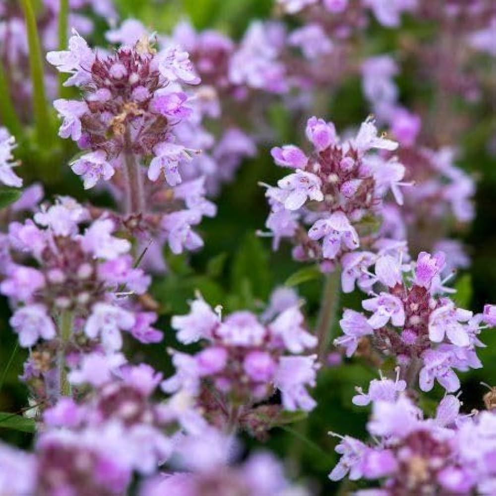 Premium Creeping Thyme flower Seeds, Aromatic Ground Cover for Lush and Fragrant Gardens