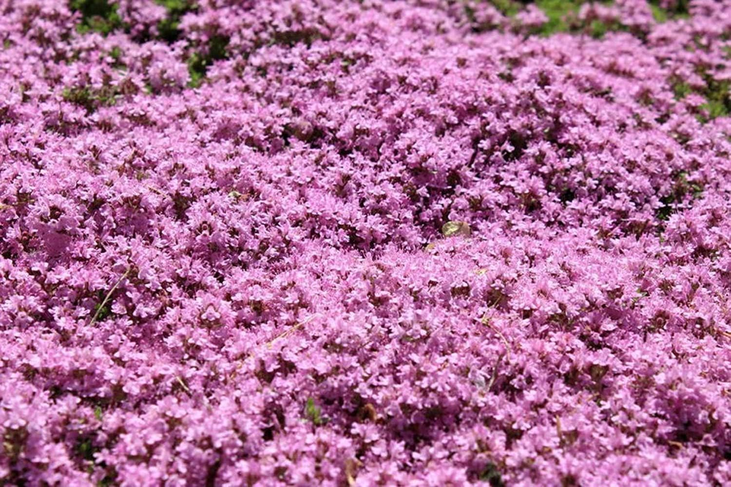 Premium Creeping Thyme flower Seeds, Aromatic Ground Cover for Lush and Fragrant Gardens - Image 3