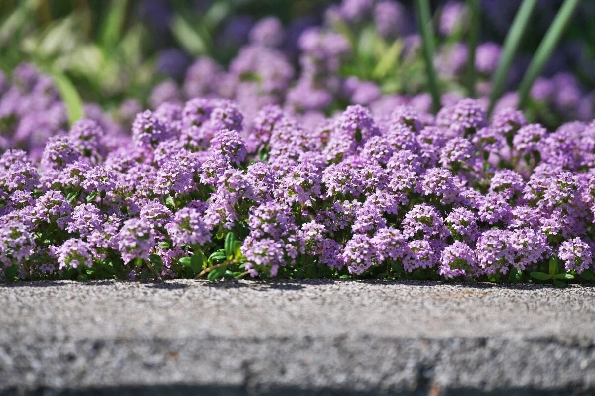Premium Creeping Thyme flower Seeds, Aromatic Ground Cover for Lush and Fragrant Gardens - Image 4