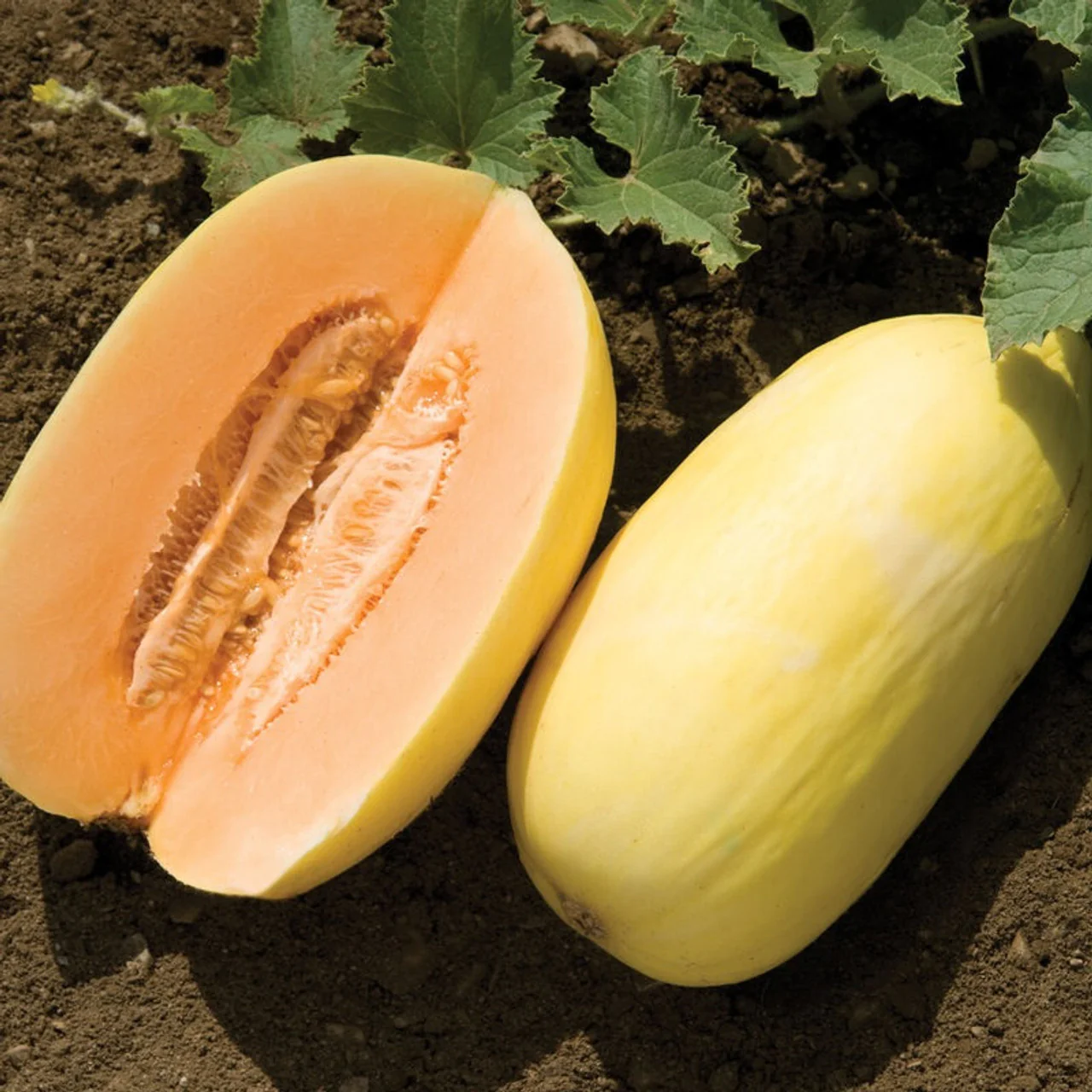 Crenshaw Melon Fruit Seeds
