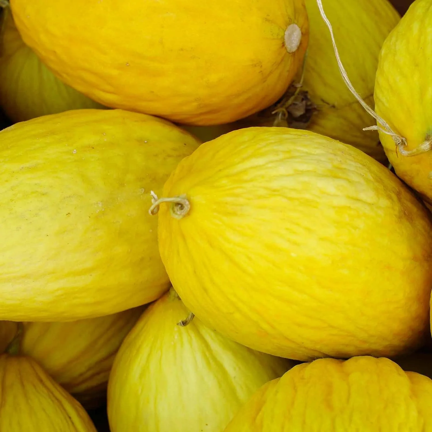 Crenshaw Melon Fruit Seeds - Image 3