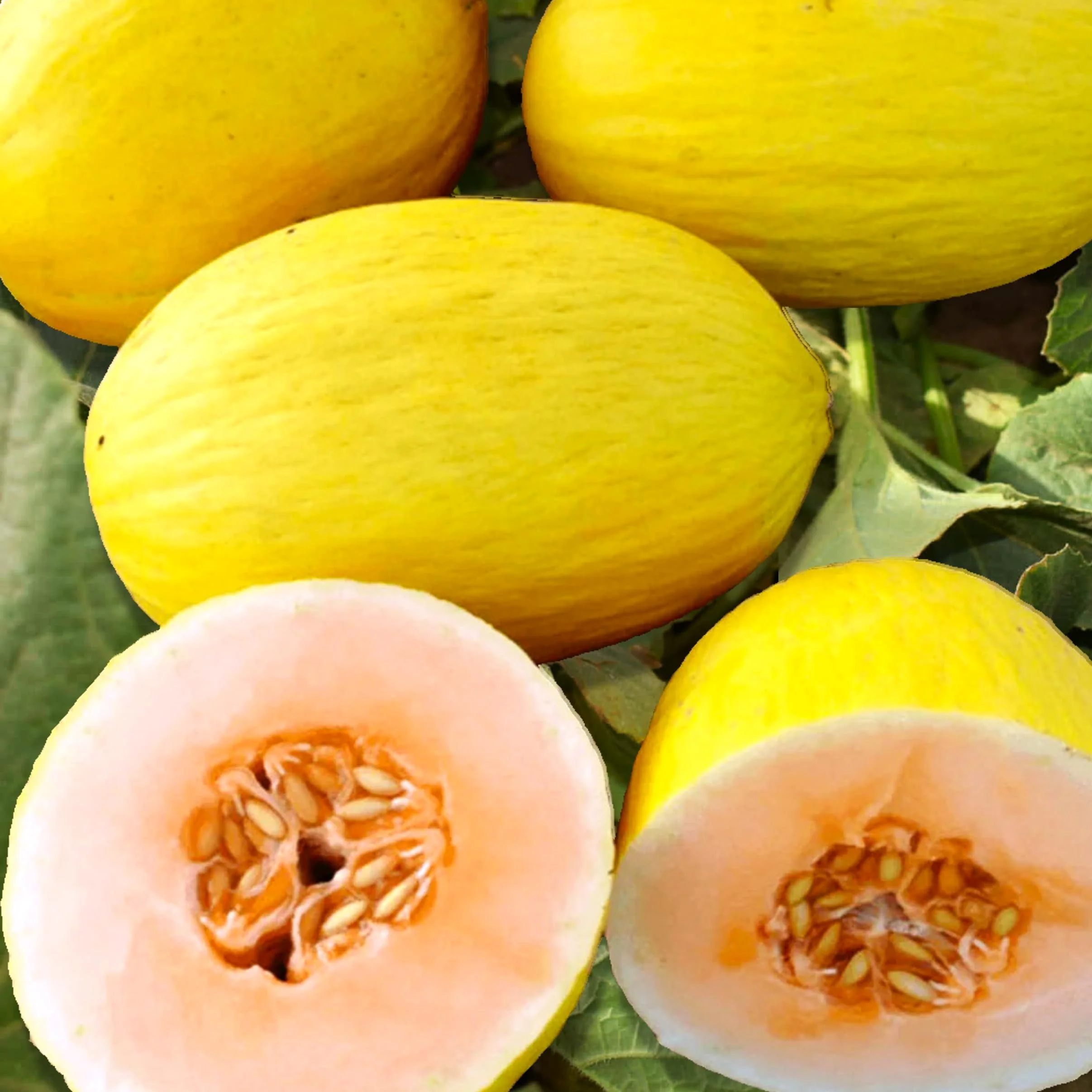 Crenshaw Melon Fruit Seeds - Image 4