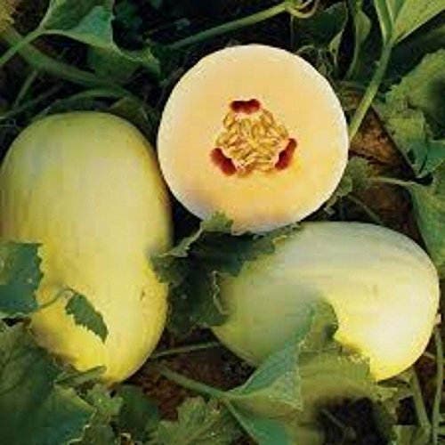 Crenshaw Melon Fruit Seeds - Image 5