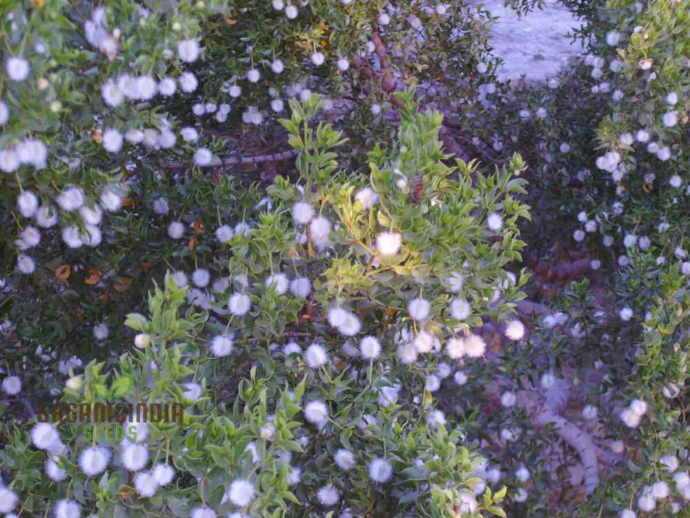 Creosote Seeds, Gobernadora Seeds Generic Fresh 30pcs