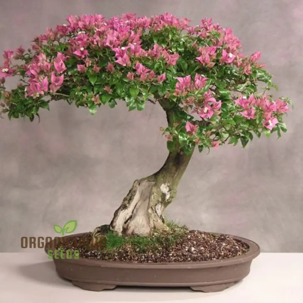 Crepe Myrtle Seeds - Lagerstroemia Indica, Planting Guide Included, Exotic Flowering Tree Seeds