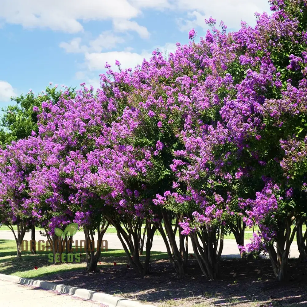 Crepe Myrtle Seeds - Lagerstroemia Indica, Planting Guide Included, Exotic Flowering Tree Seeds - Image 2