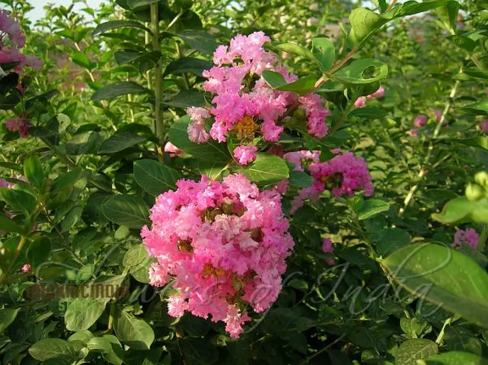 Crepe Myrtle Seeds - Lagerstroemia Indica, Planting Guide Included, Exotic Flowering Tree Seeds - Image 3