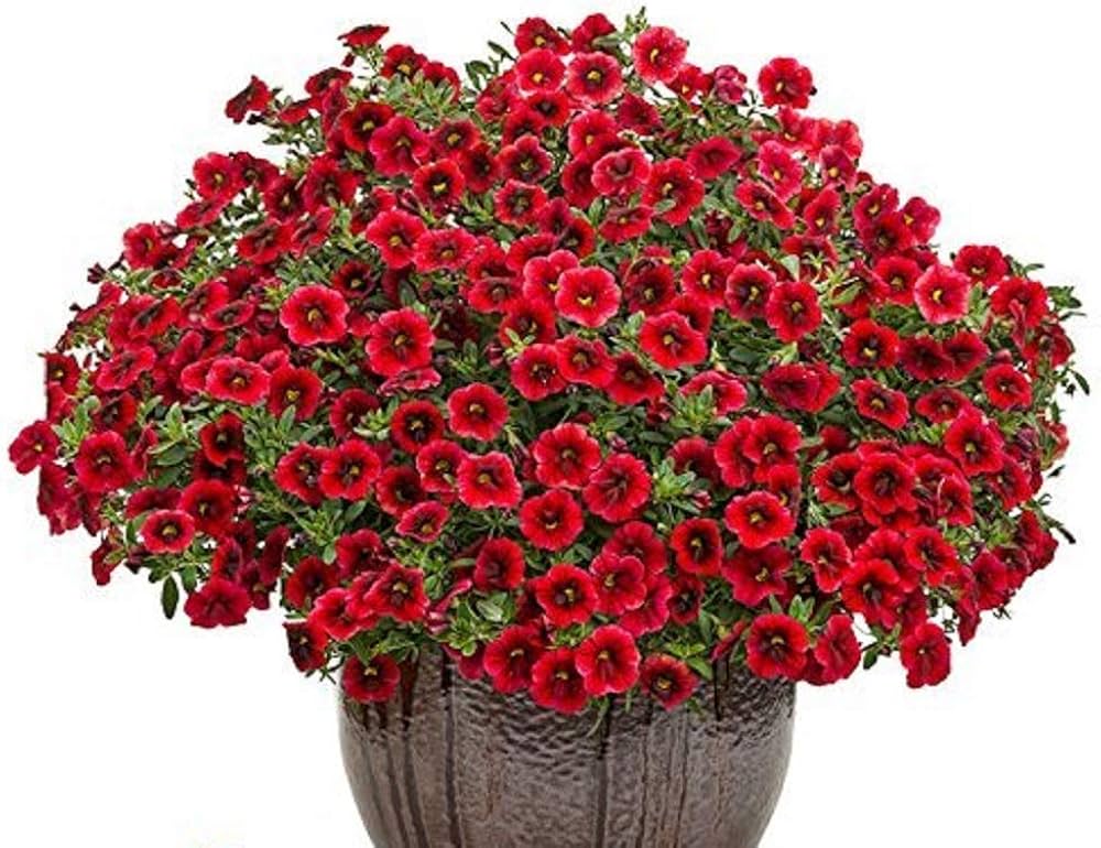 Crimson Red Petunia Seeds – Bold, Striking Blooms for Gardens & Containers - Image 2