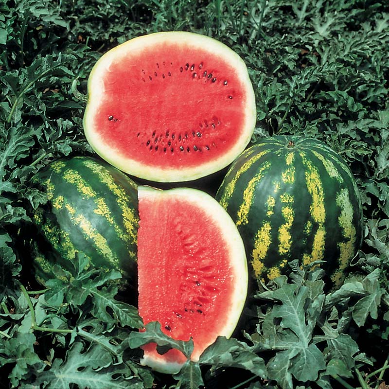 Crimson Sweet Watermelon Fruit Seeds - Image 3