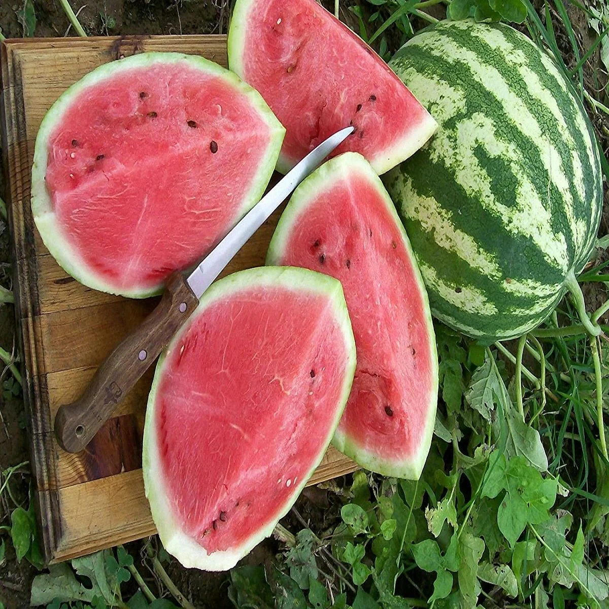 Crimson Sweet Watermelon Fruit Seeds - Image 5