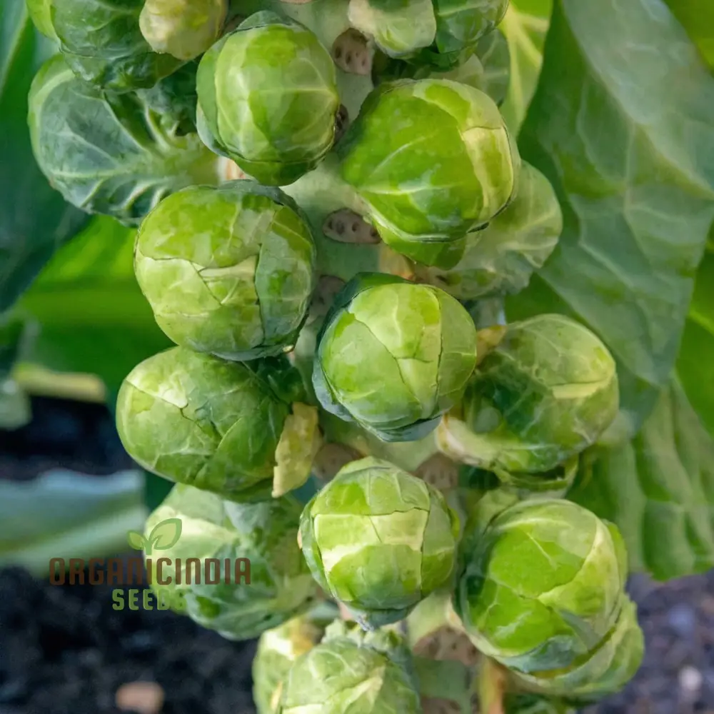 CRISPUS F1 Brussel Sprout vegetable Seeds, High Yield, Crisp & Flavorful Harvest Blooms for Your Garden