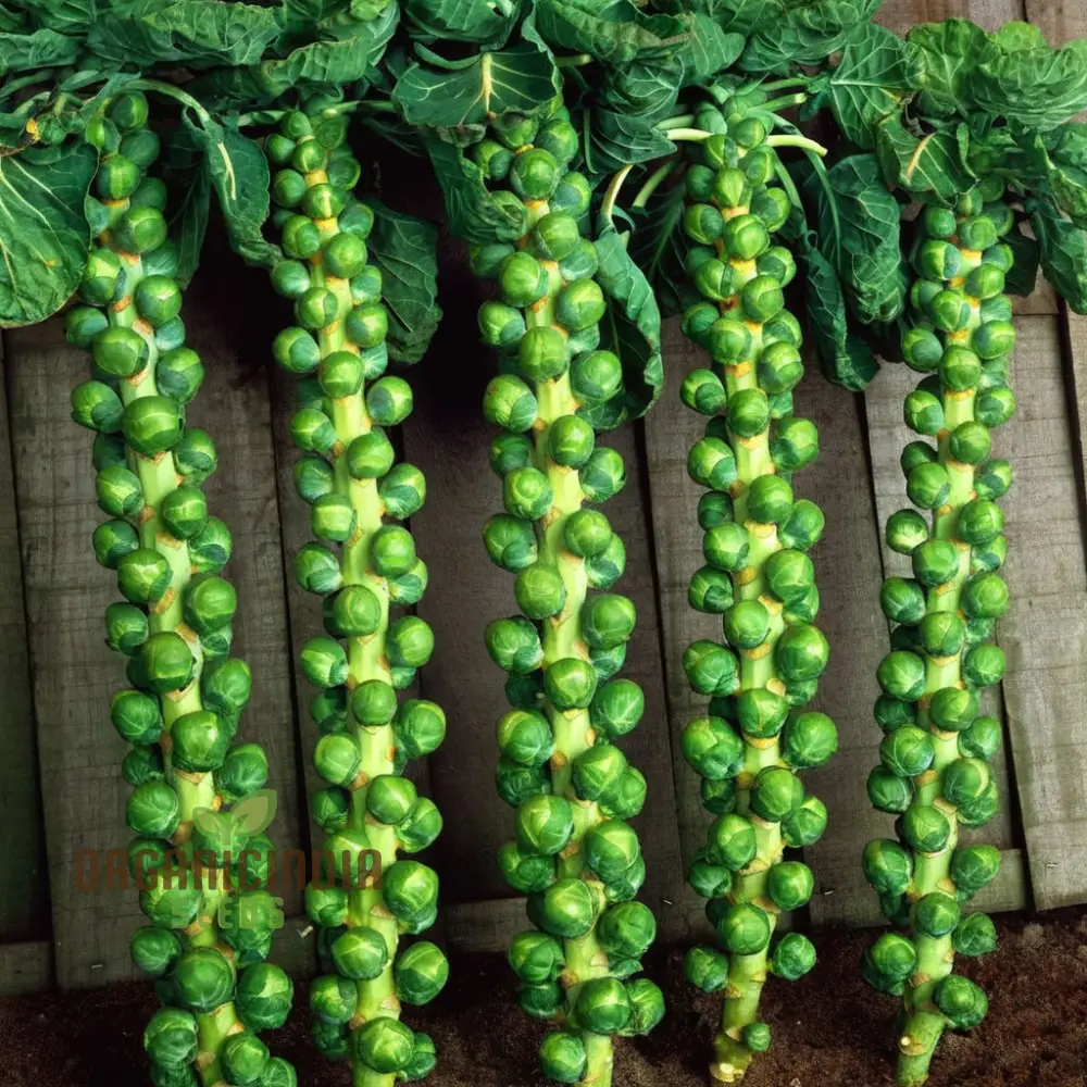 CRISPUS F1 Brussel Sprout vegetable Seeds, High Yield, Crisp & Flavorful Harvest Blooms for Your Garden - Image 3