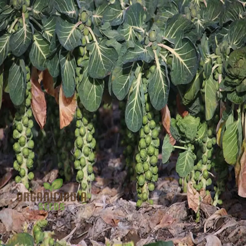 CRISPUS F1 Brussel Sprout vegetable Seeds, High Yield, Crisp & Flavorful Harvest Blooms for Your Garden - Image 4