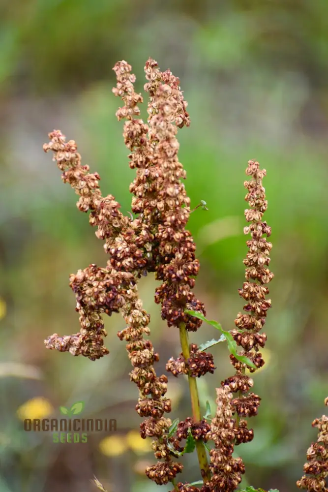 Crispus Rumex Seeds – Curly Dock Yellow Basin Variety for Planting