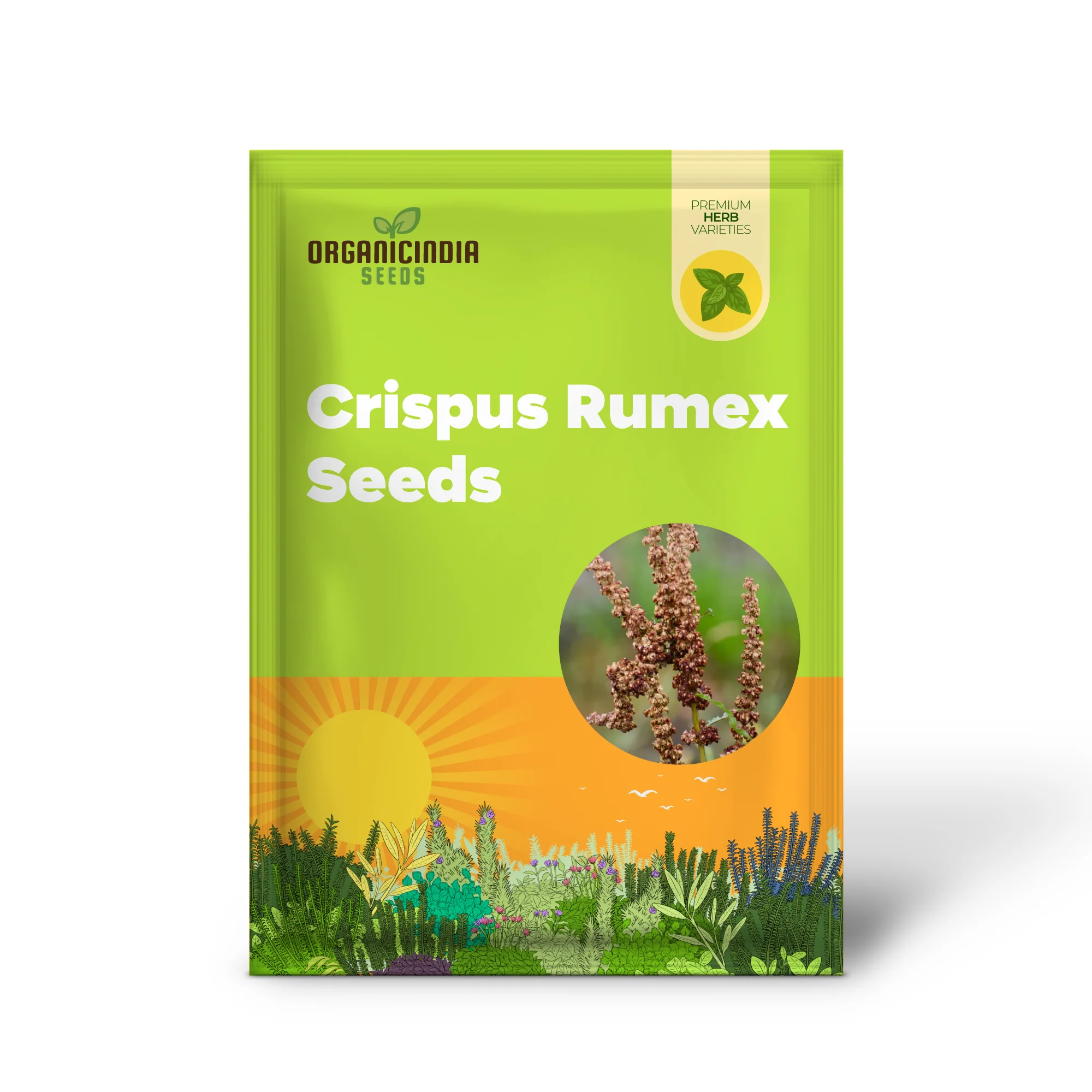 Crispus Rumex Seeds – Curly Dock Yellow Basin Variety for Planting - Image 2
