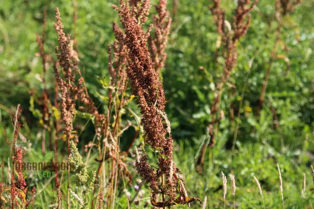 Crispus Rumex Seeds – Curly Dock Yellow Basin Variety for Planting - Image 3