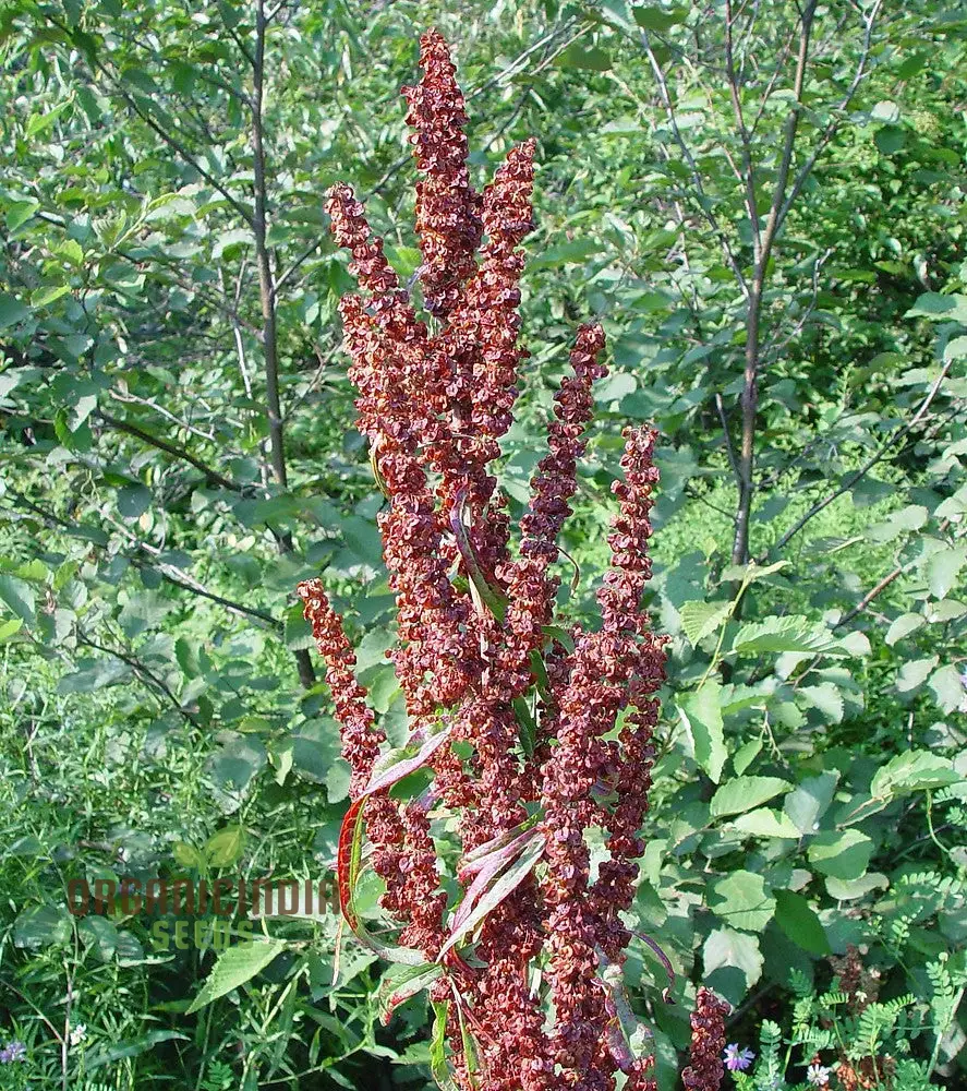 Crispus Rumex Seeds – Curly Dock Yellow Basin Variety for Planting - Image 4