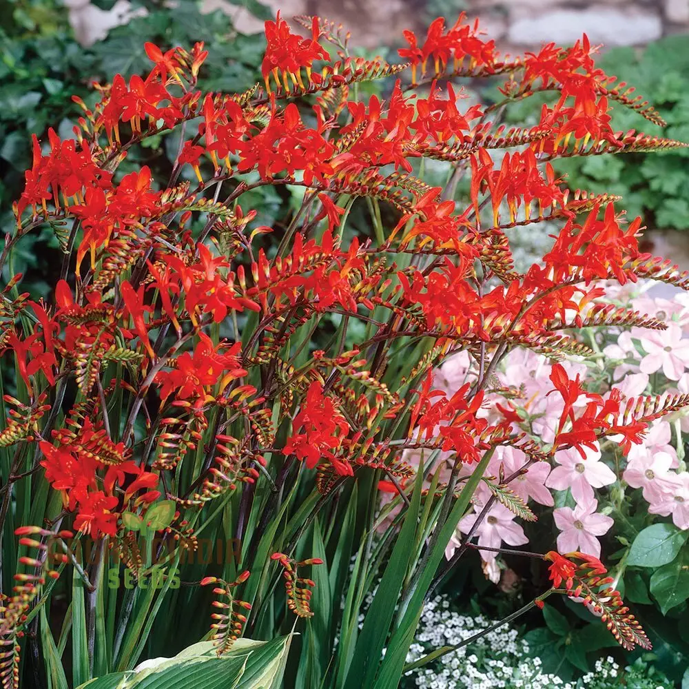Crocosmia Montbretia Flower Seeds For Planting, Vibrant Orange and Red Blooms for Your Garden