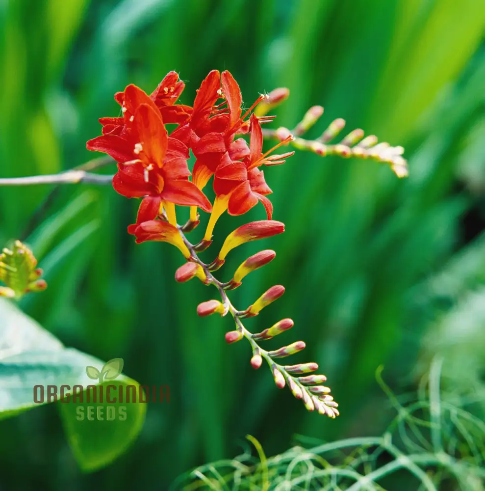 Crocosmia Montbretia Flower Seeds For Planting, Vibrant Orange and Red Blooms for Your Garden - Image 3