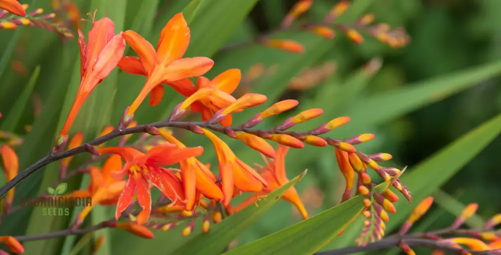 Crocosmia Montbretia Flower Seeds For Planting, Vibrant Orange and Red Blooms for Your Garden - Image 4