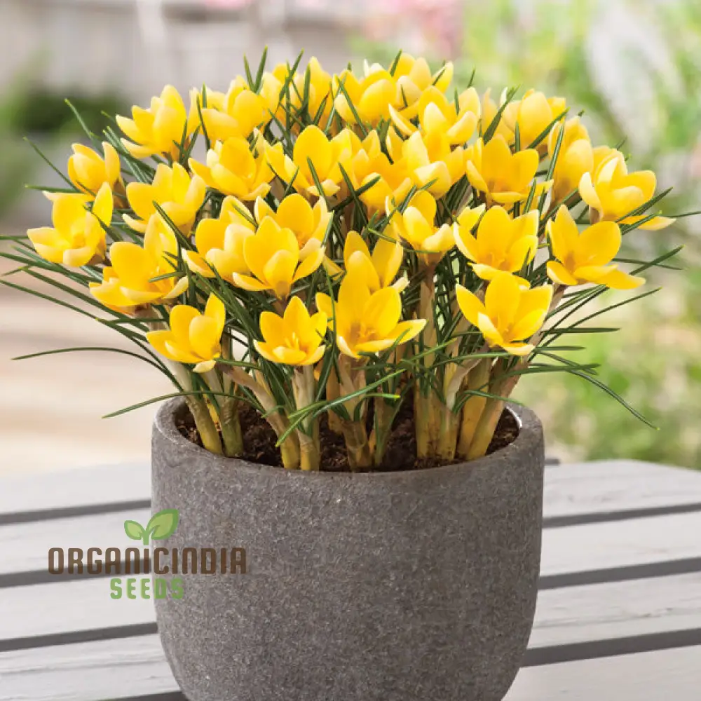 Crocus Chrysanthus Romance Flower Seeds For Planting, Gorgeous Golden Yellow Crocus for a Beautiful Early Spring Garden Display