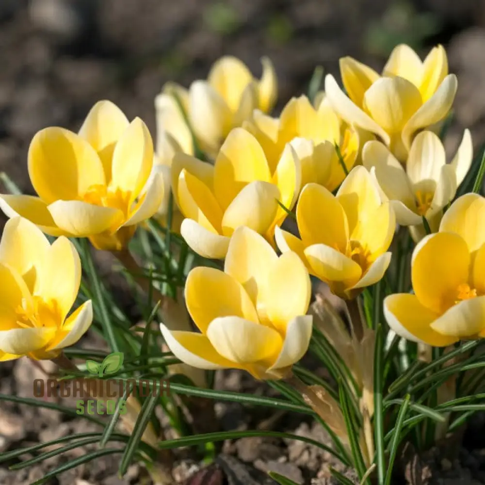 Crocus Chrysanthus Romance Flower Seeds For Planting, Gorgeous Golden Yellow Crocus for a Beautiful Early Spring Garden Display - Image 3