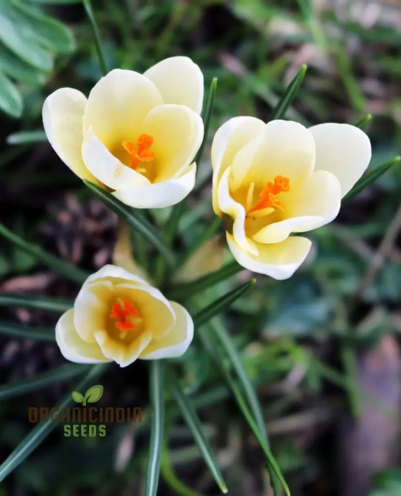 Crocus Chrysanthus Romance Flower Seeds For Planting, Gorgeous Golden Yellow Crocus for a Beautiful Early Spring Garden Display - Image 4