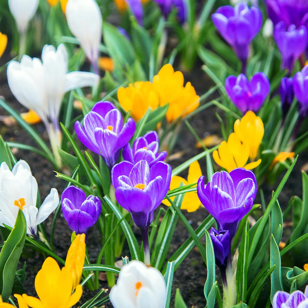 Crocus Species Flower Mix Seeds For Planting, A Colorful Blend of Crocus Flowers for a Beautiful Spring Garden