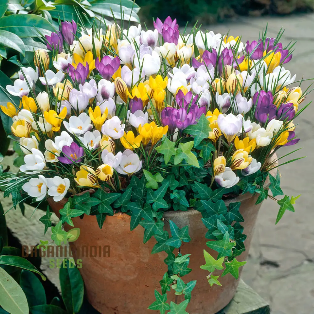 Crocus Species Flower Mix Seeds For Planting, A Colorful Blend of Crocus Flowers for a Beautiful Spring Garden - Image 3