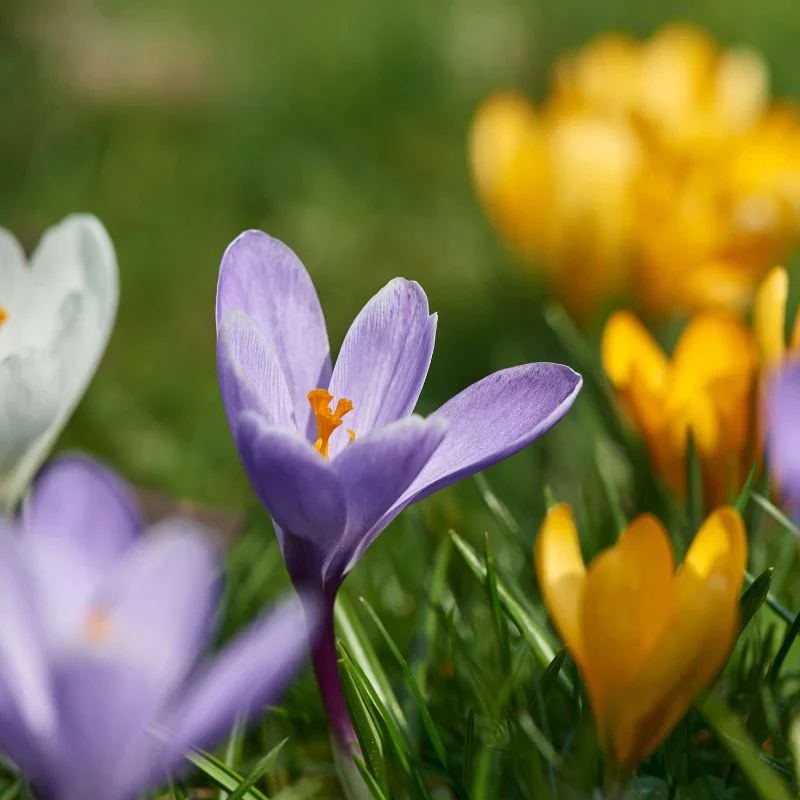 Crocus Species Flower Mix Seeds For Planting, A Colorful Blend of Crocus Flowers for a Beautiful Spring Garden - Image 4