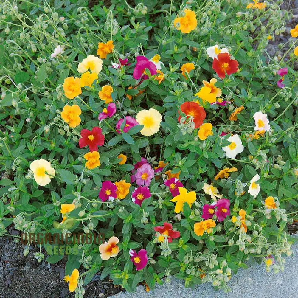 Crown Mixed Helianthemum Seeds, Vibrant Flower Seeds for Your Garden, Premium Gardening Seeds Collection - Image 3