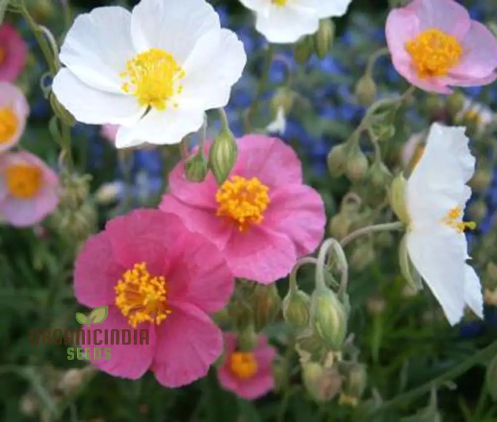 Crown Mixed Helianthemum Seeds, Vibrant Flower Seeds for Your Garden, Premium Gardening Seeds Collection - Image 4