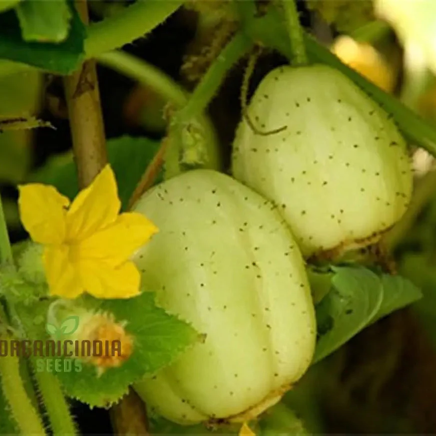 Crystal Apple Cucumber Seeds Cultivate Sweet and Crunchy Crystal Apple Cucumbers for Your Garden