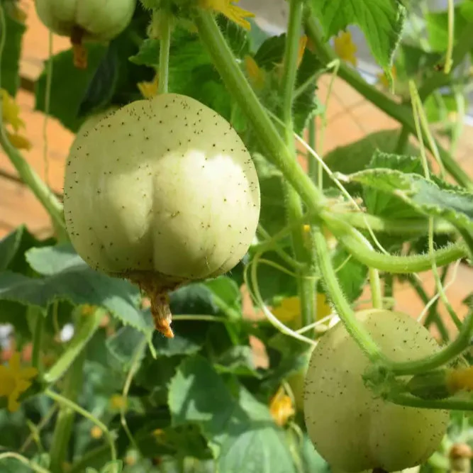 Crystal Apple Cucumber Seeds Cultivate Sweet and Crunchy Crystal Apple Cucumbers for Your Garden - Image 3