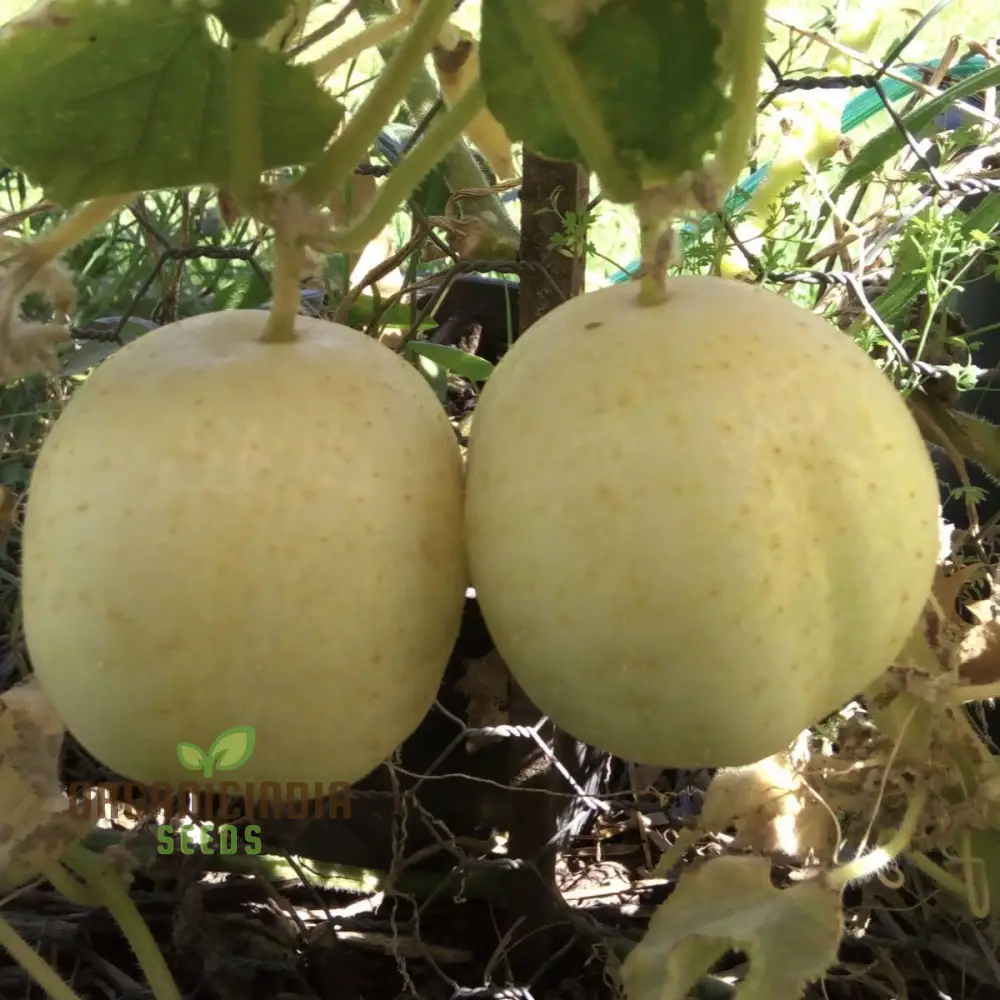 Crystal Apple Cucumber Seeds Cultivate Sweet and Crunchy Crystal Apple Cucumbers for Your Garden - Image 4