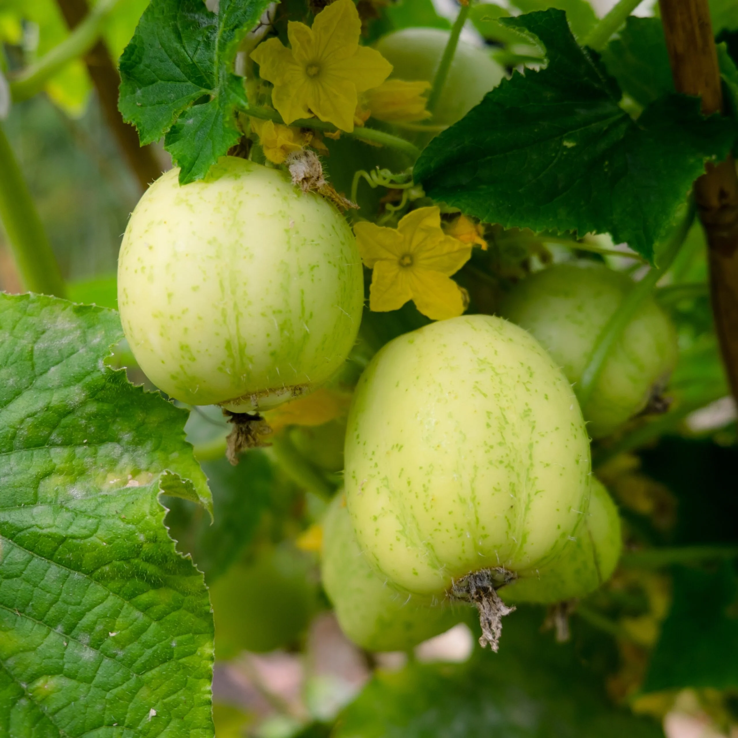 Crystal Apple Cucumber Seeds – Heirloom, Sweet & Crisp Round Variety