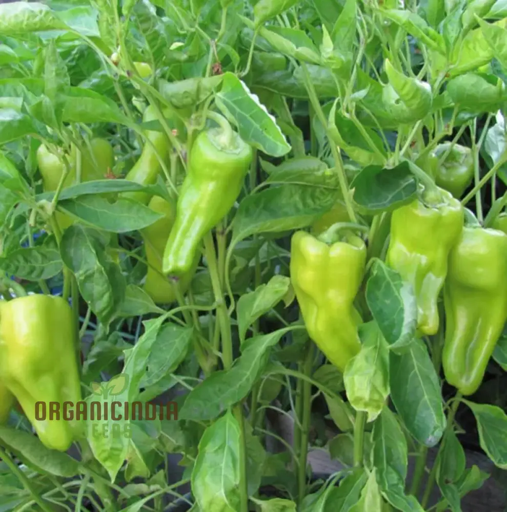 Cubanelle Sweet Pepper Seeds - Premium Quality Seeds for Gardening - Image 4