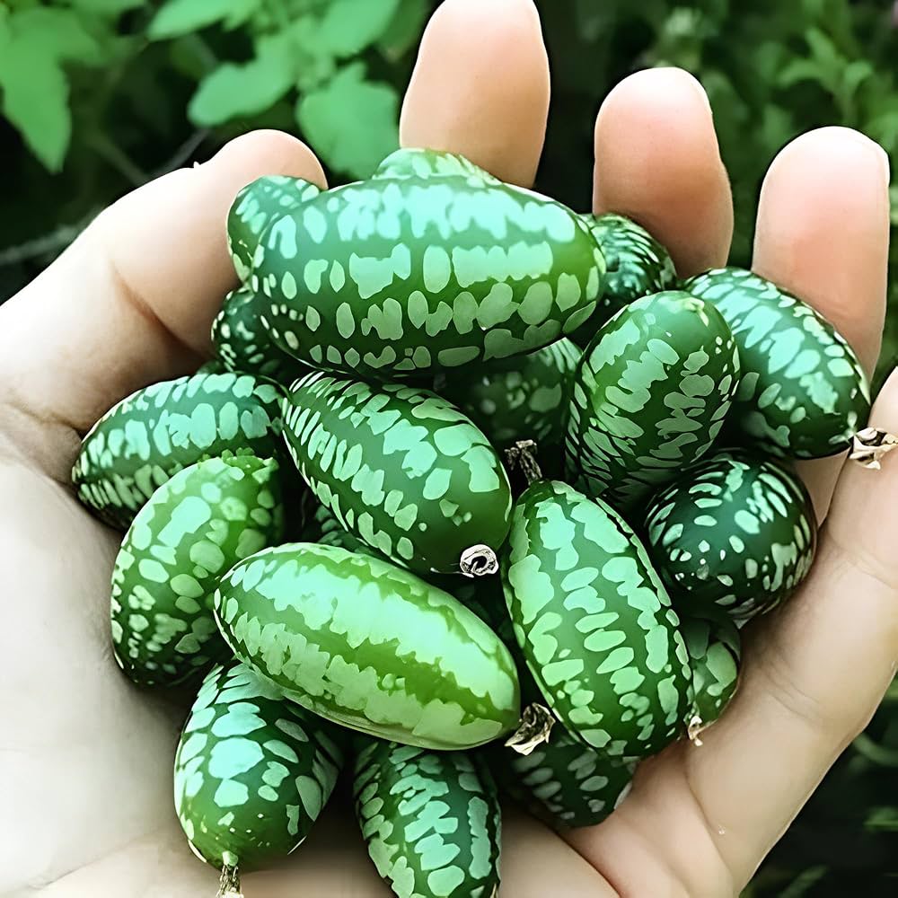 Cucamelon Fruit Seeds - Image 3