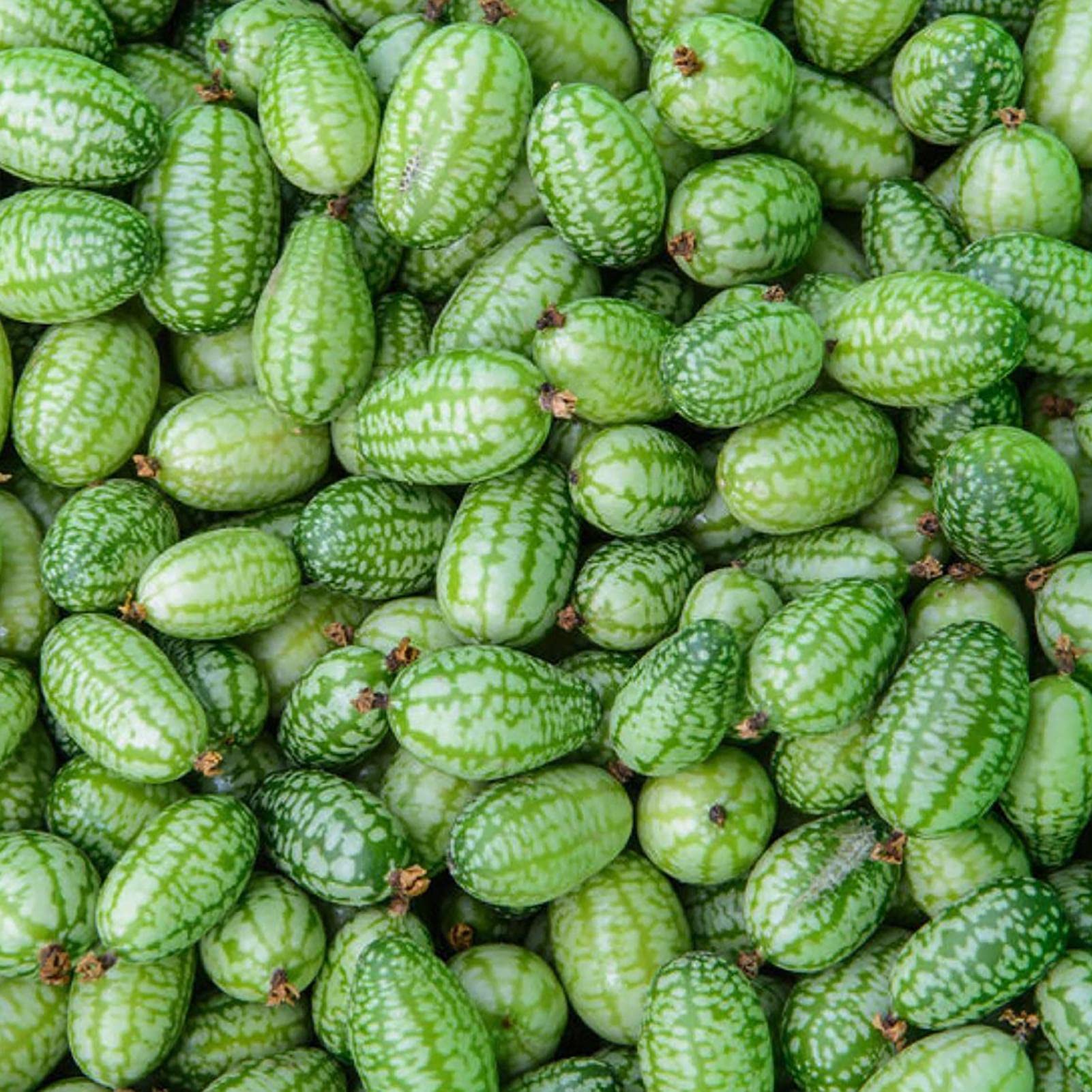Cucamelon Fruit Seeds - Image 4